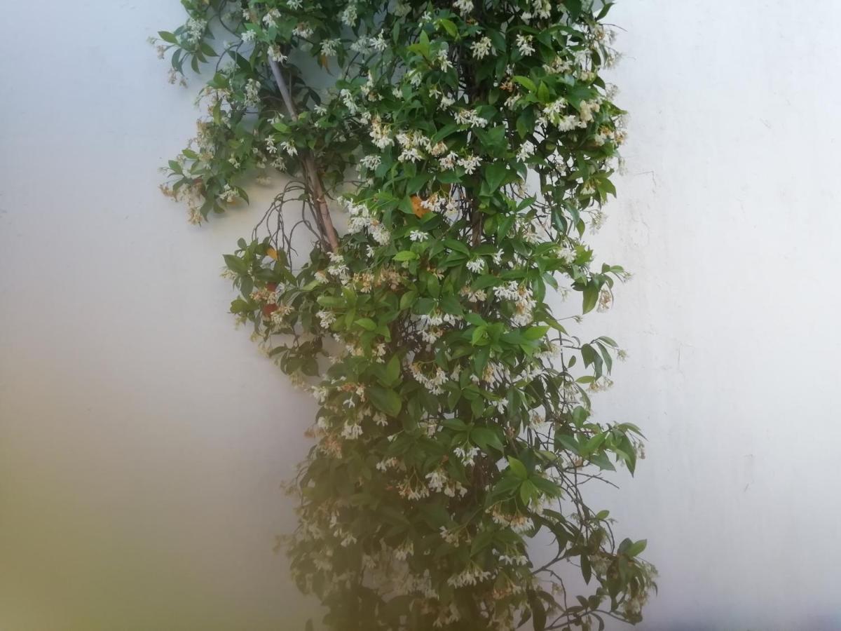 贝雅区Casa Do Jardim公寓 外观 照片